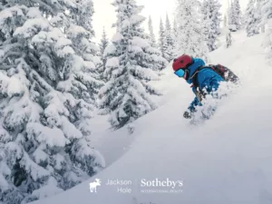 Skier in Powder by Trees at Jackson Hole Mountain Resort